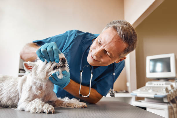 Best Emergency Tooth Extraction in Refugio, TX